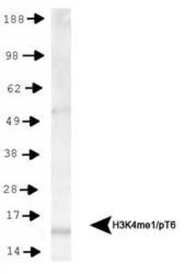 Western Blot: Histone H3 [Monomethyl Lys4, p Thr6] AntibodyBSA Free [NB21-1037]
